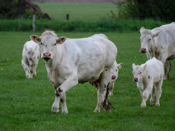 istock sheeps and cows on a meadow in germany 1373463830