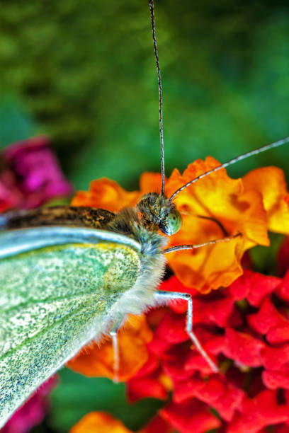 istock Cabbage White Butterfly Macro Detail 1373463840