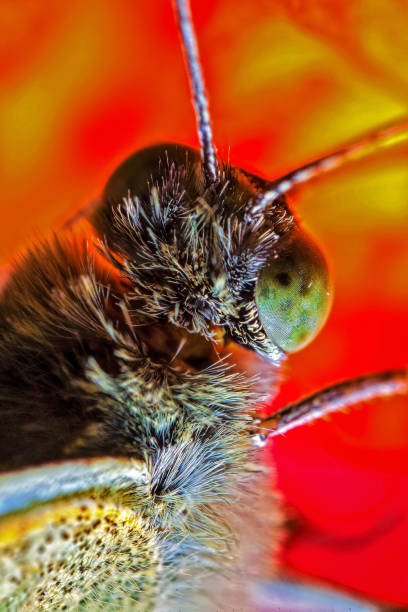 istock Cabbage White Butterfly Macro Detail 1373463841