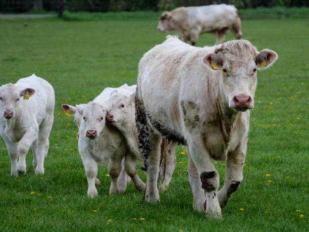 istock sheeps and cows on a meadow in germany 1373463849