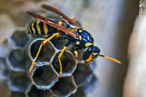 istock Paper Wasp Queen Builds Her Nest 1373464443
