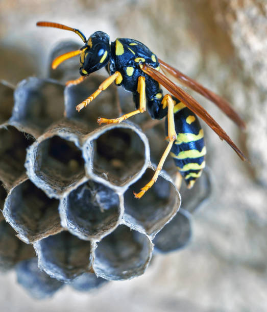 istock Paper Wasp Queen Builds Her Nest 1373464449
