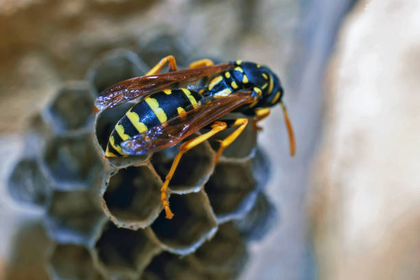istock Paper Wasp Queen Builds Her Nest 1373464462