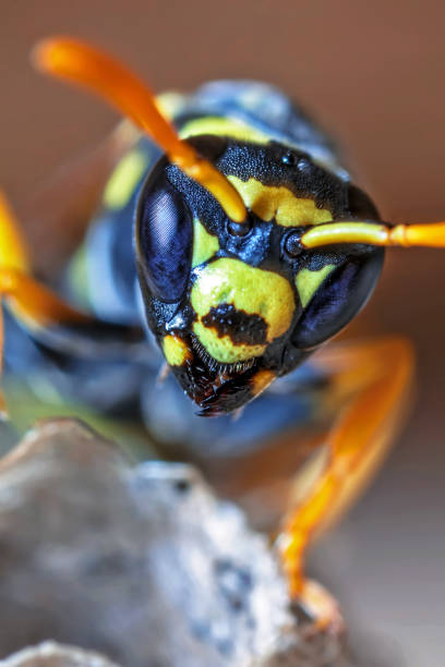 istock Paper Wasp Queen Builds Her Nest 1373464464