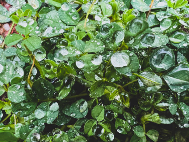 A green plant with raindrops. stock photo