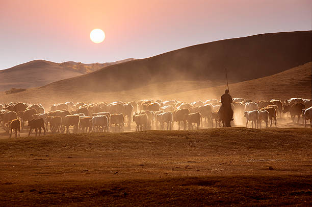 istock Autumn evening and cattle pastures 137346863