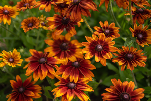 Field of garden flowers. Garden flowers background.