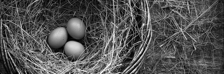 Three chicken eggs in a straw nest, Easter eve, rustic style, table, top view, toned black