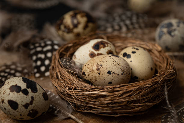 Quail eggs in the nest and around the feathers. Easter decoration.Stock photo