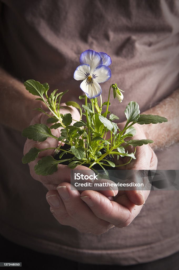 Mani tenendo fiori - Foto stock royalty-free di Mano umana