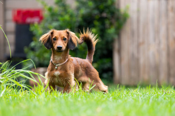 A very attentive and excited fluffy small breed dog pet standing at attention looking for something to chase or play with. dogs make the best pets as they are always happy to see you