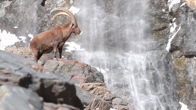 The king of the Alps with waterfall on background (Capra ibex)