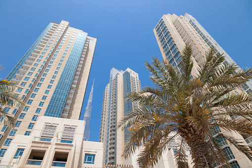Modern skyscrapers along Sheikh Zayed Road, palm trees are seen in the foreground, Dubai City, United Arab Emirates.