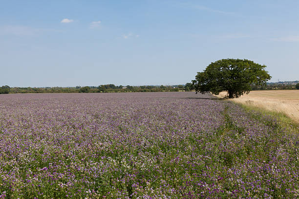 istock Field of Wild Flowers 137349380