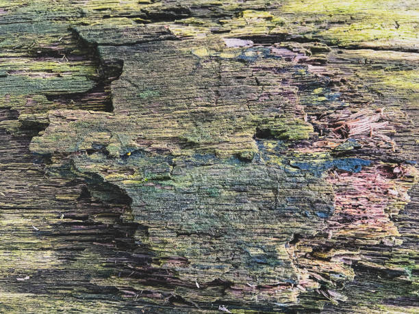 istock An old and rotten wood as a texture or background. 1373497001