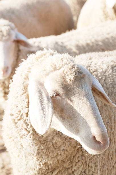 istock Detail of a sheep 137349764