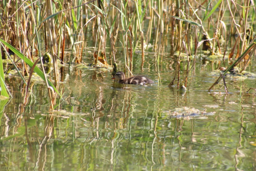 Young, wild duckling floats in grass thickets