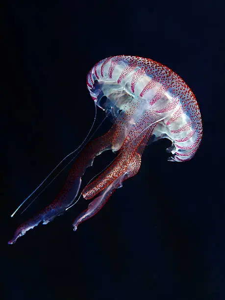 Photo of A Mauve stinger jellyfish set against a black background