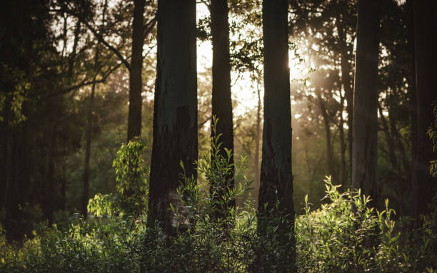 istock Forest with ray of lights. 1373501198