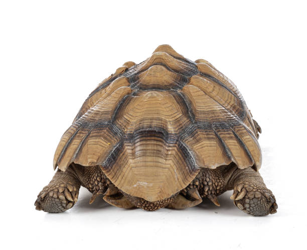 istock Thirteen year old male ridged turtle or Sulcata back view 1373511723