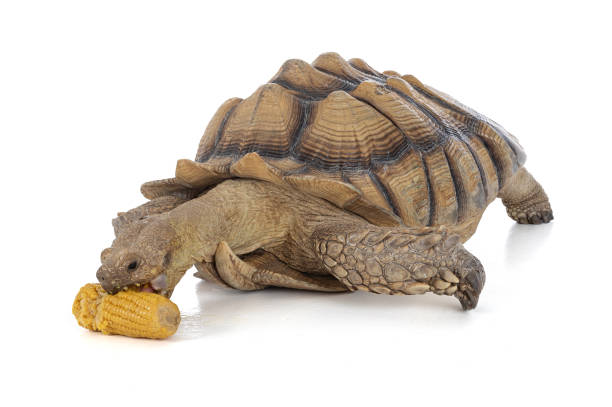 istock Thirteen year old male ridged turtle or Sulcata that eats corn 1373511724