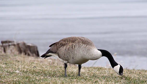 Goose feeding stock photo