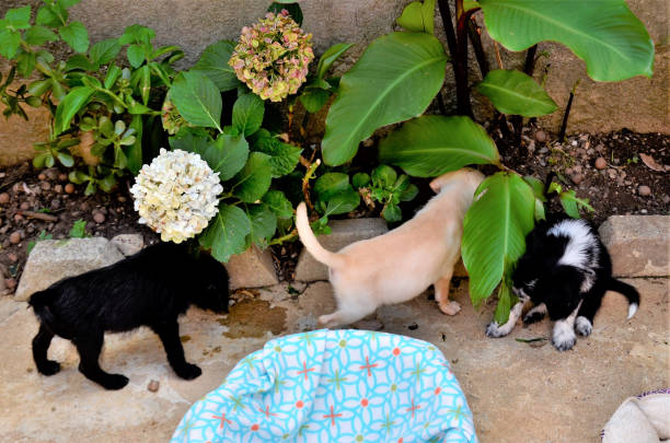 istock Puppies playing in backyard garden 1373521356