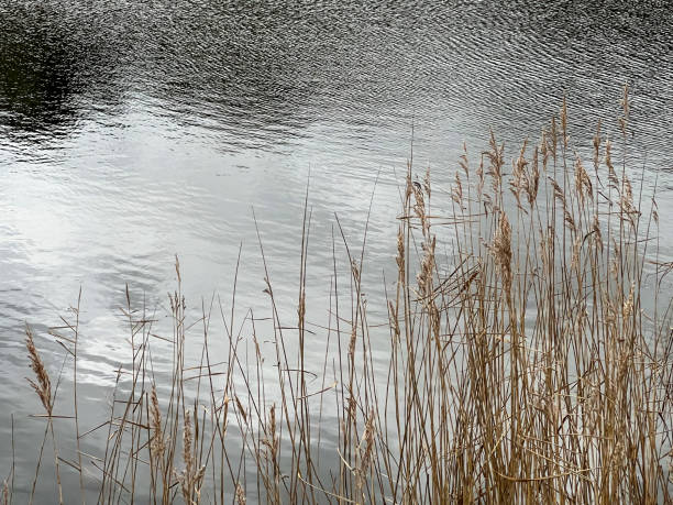 istock Dry reeds on a lake in winter. 1373524020