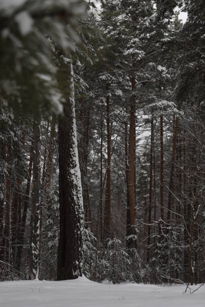 istock Pine forest in snowfall. Winter snowy landscape. Snow forest background. Trunks and branches of pine trees are covered with snow on a winter day. Vertical. 1373530422