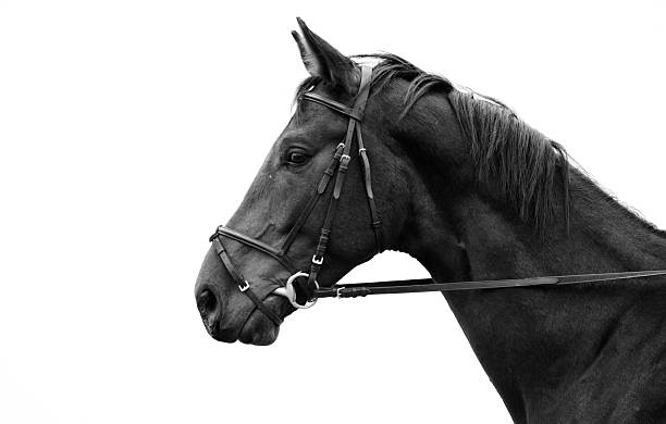 istock black horse on white background 137353410