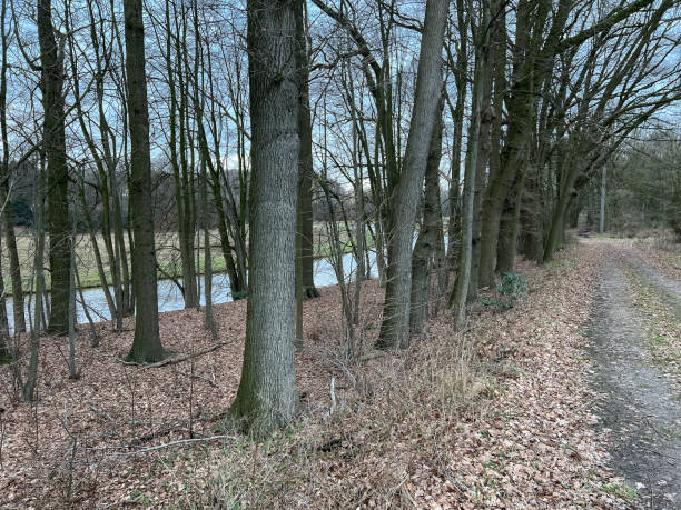 istock View of a river through some trees and next to a path in winter. 1373535396