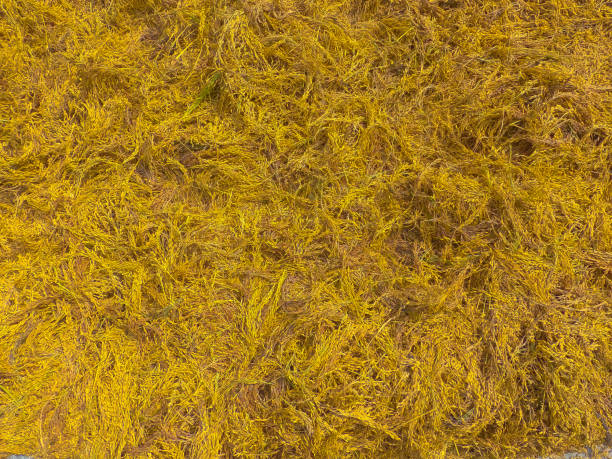 istock Paddy drying, hot background in agriculture 1373537810