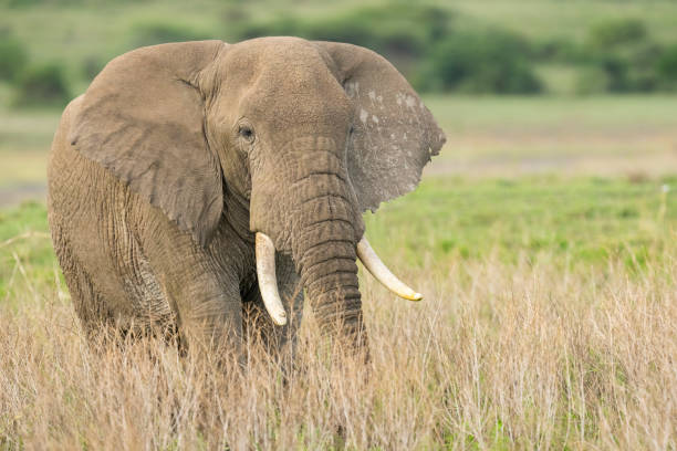 istock African Elephant Grazing on the Savannah 1373539393