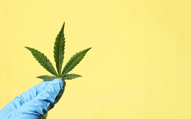 istock Doctor holding cannabis leaf on yellow background 1373540462