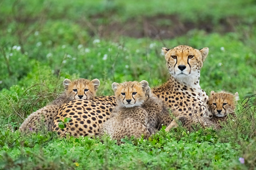 Mother Cheetah (Acinonyx jubatus) with cubs. Ndutu region of Ngorongoro Conservation Area, Tanzania, Africa
