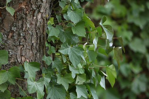 Hedera helix - Green ivy weaves a tree trunk.