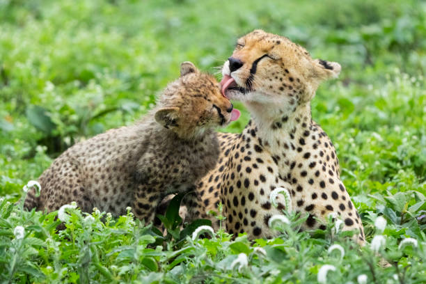 Cheetah Mother and Cub Preening Cheetah mother and cub (Acinonyx jubatus) preening among Scorpion's Tail flowers preening stock pictures, royalty-free photos & images