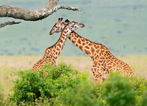 istock Giraffes Rubbing Their Necks Together 1373542036