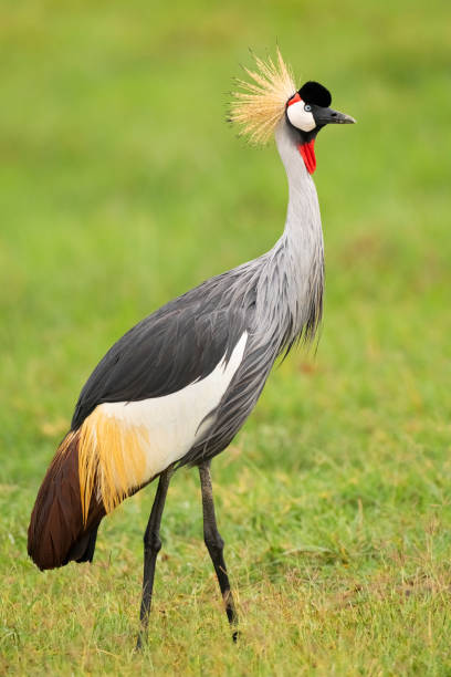 istock Grey-Crowned Crane Portrait 1373543060