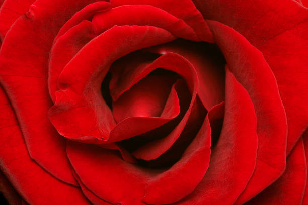 istock Close-up of a red rose 137354582