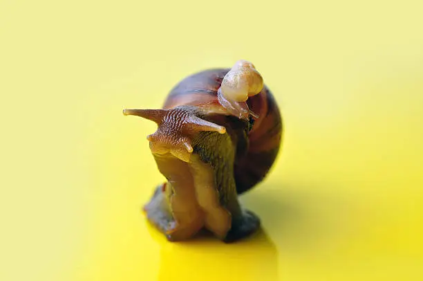 African gian land snail Achatina with baby-snail