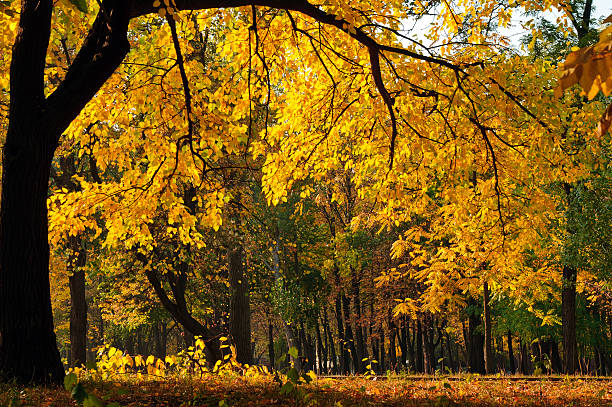 istock colorful autumn trees in the park 137355045