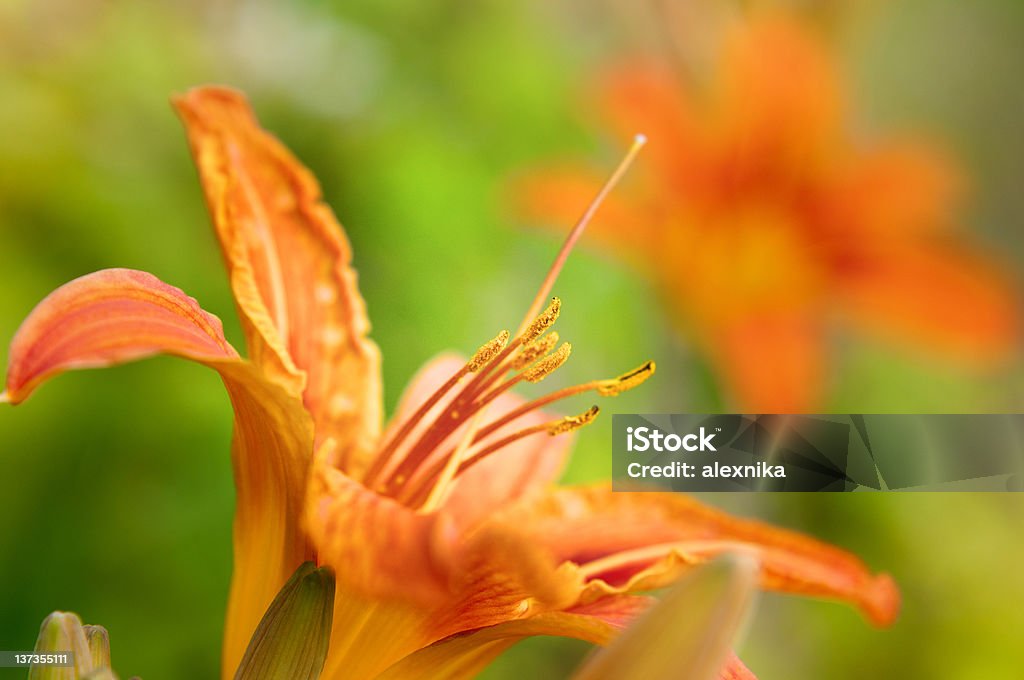 Peach Day Lily Tiger Lilly Flower. Focus on the stamen Beauty In Nature Stock Photo