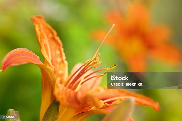 Peach Day Lily Stock Photo - Download Image Now - Beauty In Nature, Close-up, Day