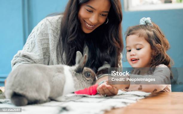 Shot Of A Mother And Daughter Feeding Their Pet Rabbit At Home Stock Photo - Download Image Now