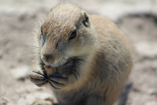 istock Prairie Dog Eating 1373570811