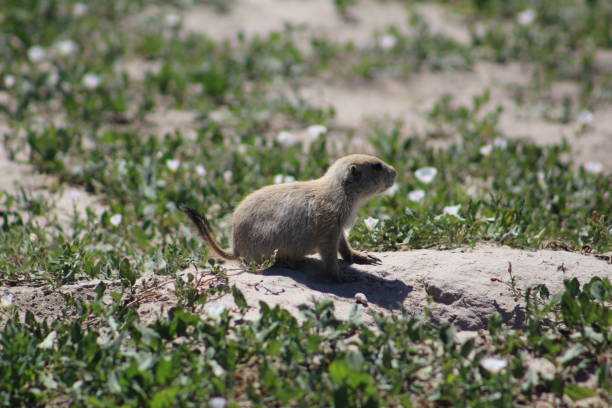 istock Prairie Dog Sitting 1373571860