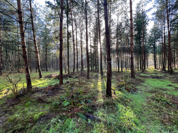 istock A forest with beautiful light and some fog and snow in winter. 1373574498