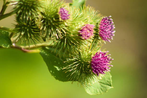 Lesser burdock buds and bloom close-up view with green blurred background