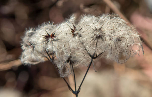 Seed heads with silky appendages of clematis vitalba in winter.  The plant is also known as old man's beard or traveller's joy. stock photo
